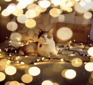 Cats and Christmas lights