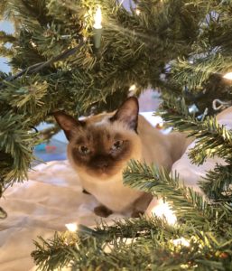 Christmas safety tips for cats