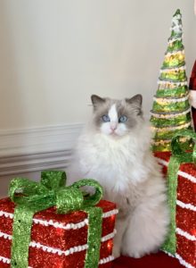holiday tips for cats