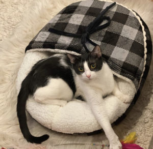 tips for cat health