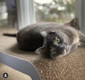 cat health tips