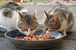 Glyphosate exposure in pet food