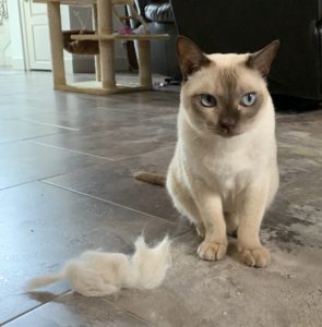 Shedding in cats