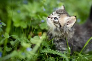 flea treatment for cats