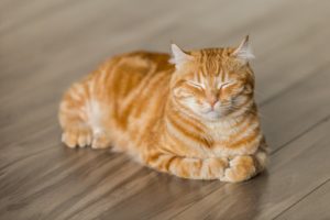 holistic toolkit for cats