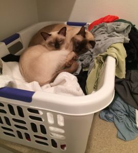 Aylen snuggles with Gunner in the laundry room