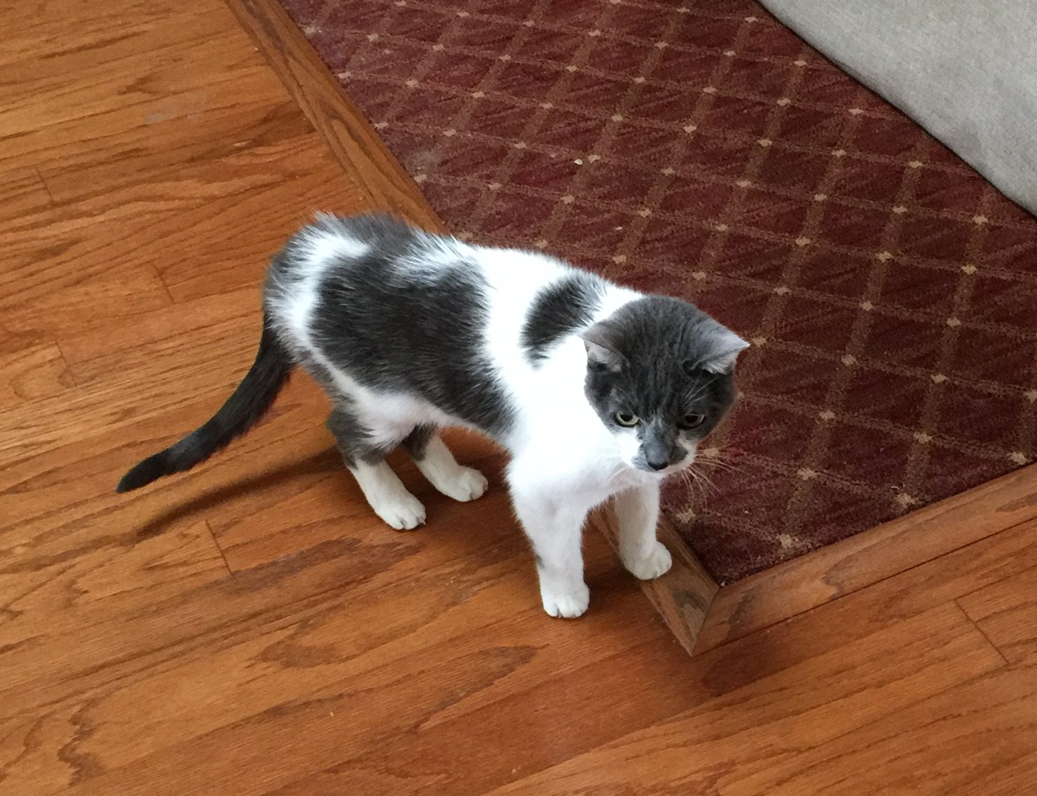 Feline IBD How Your Cat's Diet Can Help Treat It Purrrfectly