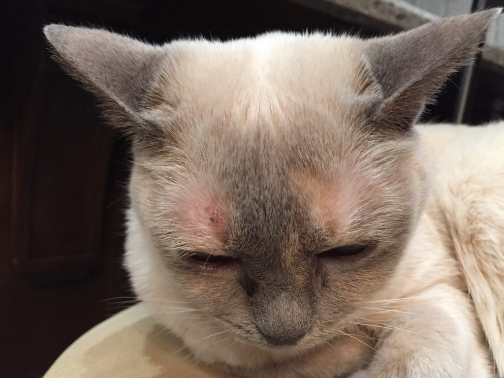 Holistic Treatment of Feline Contact Dermatitis Purrrfectly Holistic