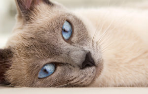 Cat health issues can be addressed naturally using holistic health methods.