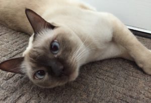 Make your cat's raw or cooked homemade diet easy and affordable.