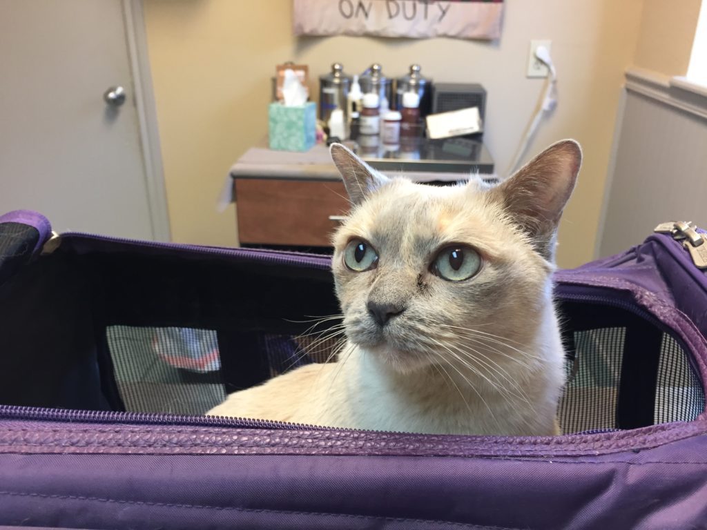 How I Cleared Up My Cat's Tear Stains Naturally Purrrfectly Holistic