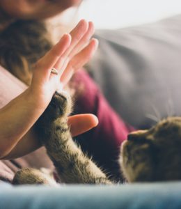 Cat therapy for addiction recovery