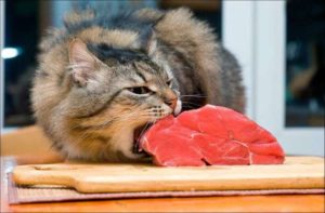 Raw diets are species appropriate for cats