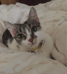 Holistic health and skin disease in cats