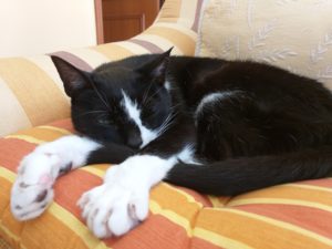Holistic support for cats with kidney disease