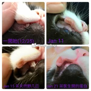 Rodent ulcers in cats