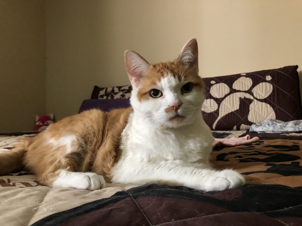 unexpected loss of pets