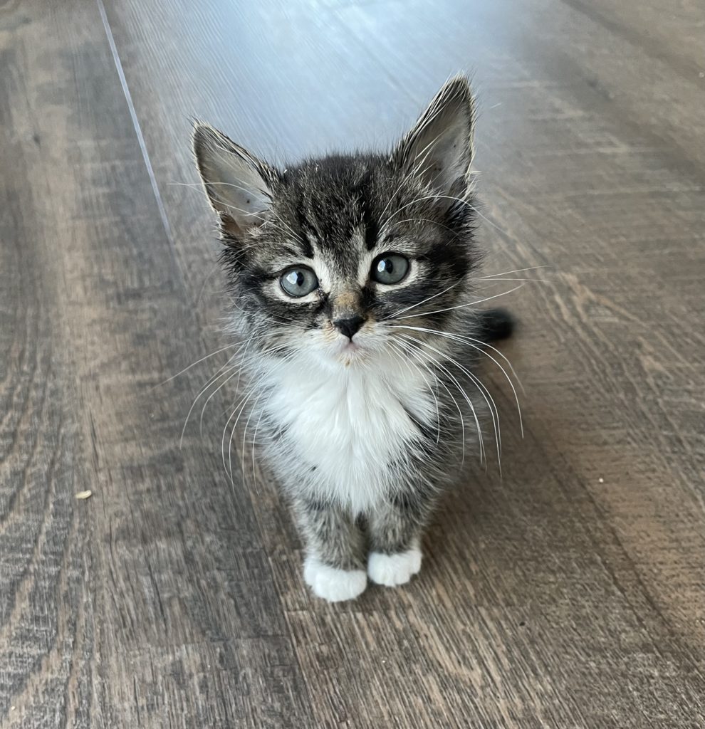 foster kitten Paul