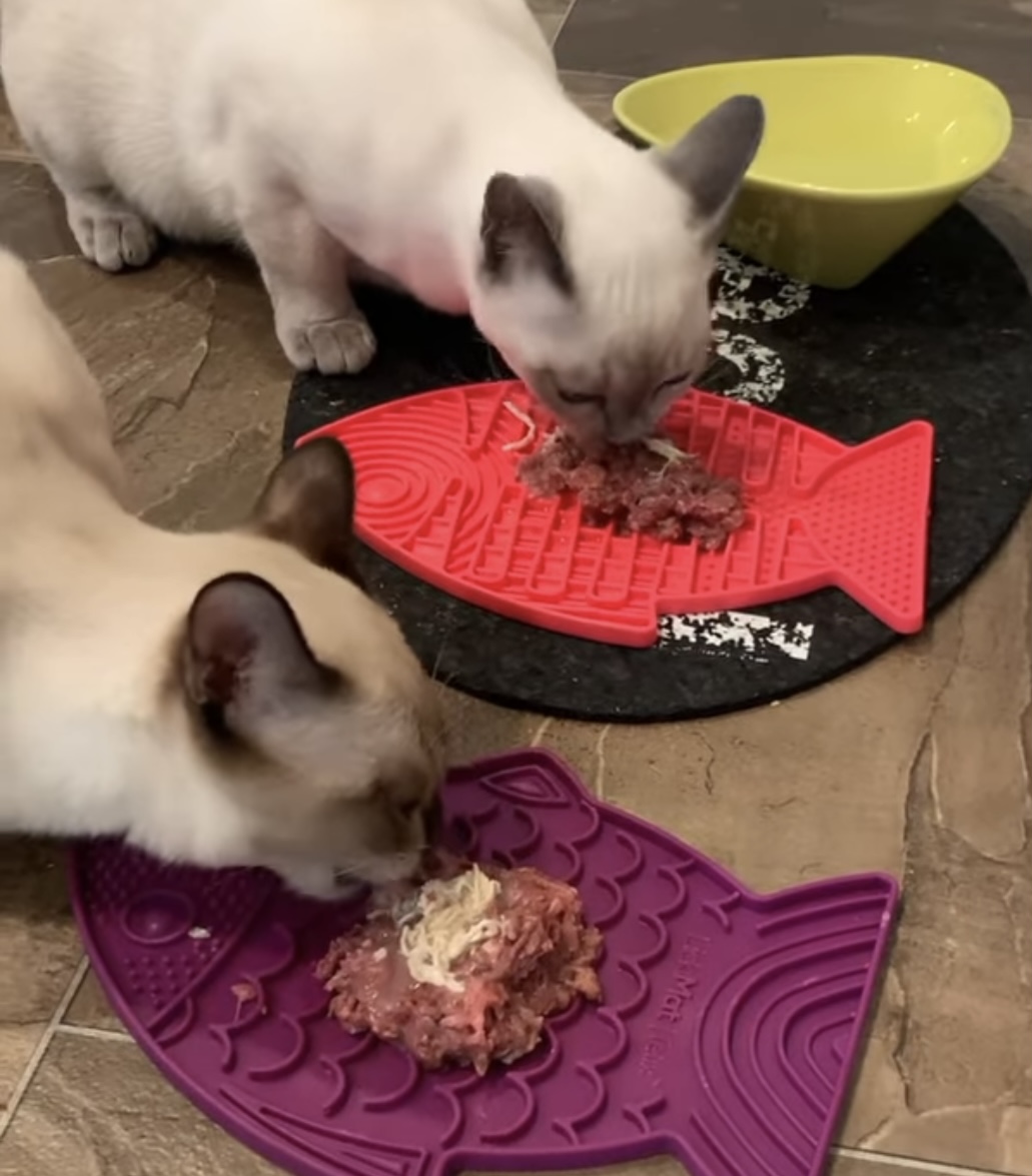 How & Why To Get Your Cat On A Raw Diet Purrrfectly Holistic