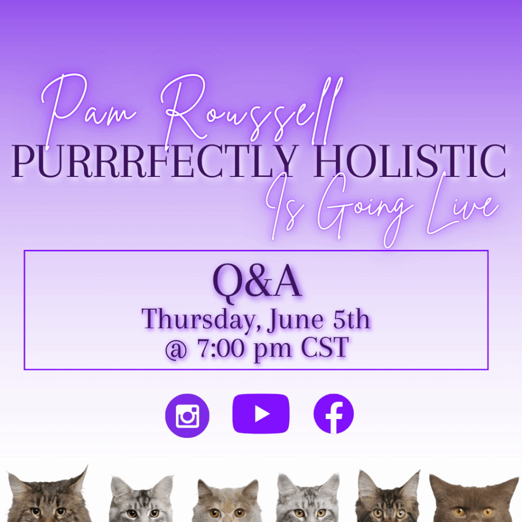 holistic cat care