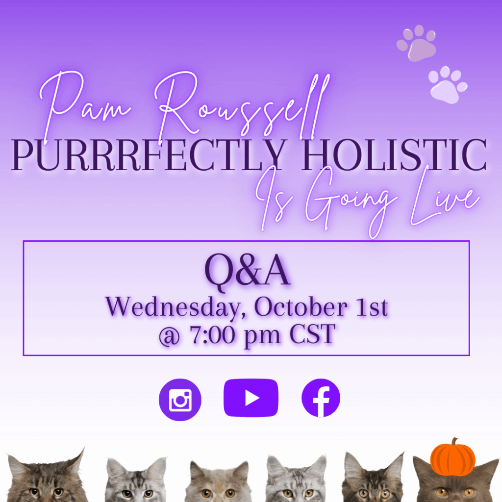 holistic cat care